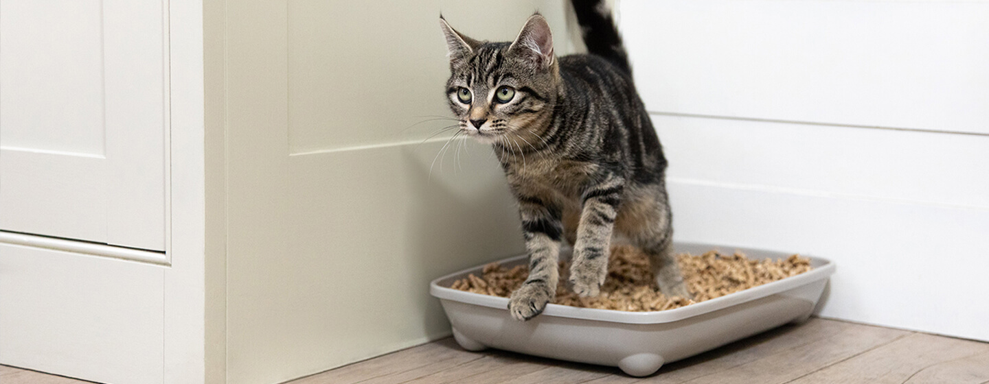 Can you potty train a cat to go outside clearance